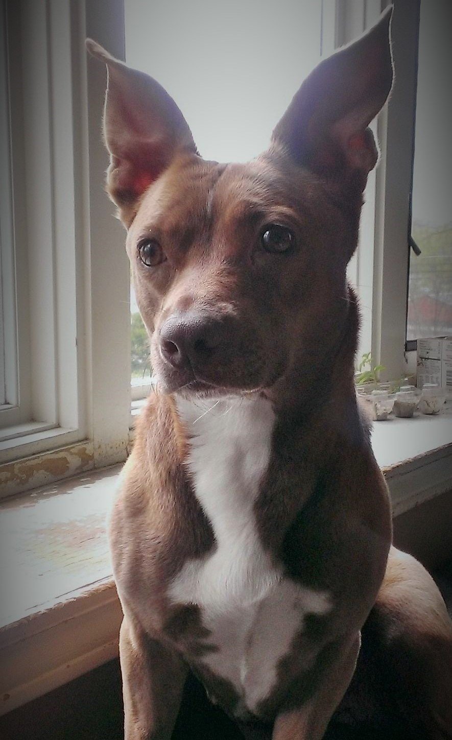 Hershey,  Office Dog