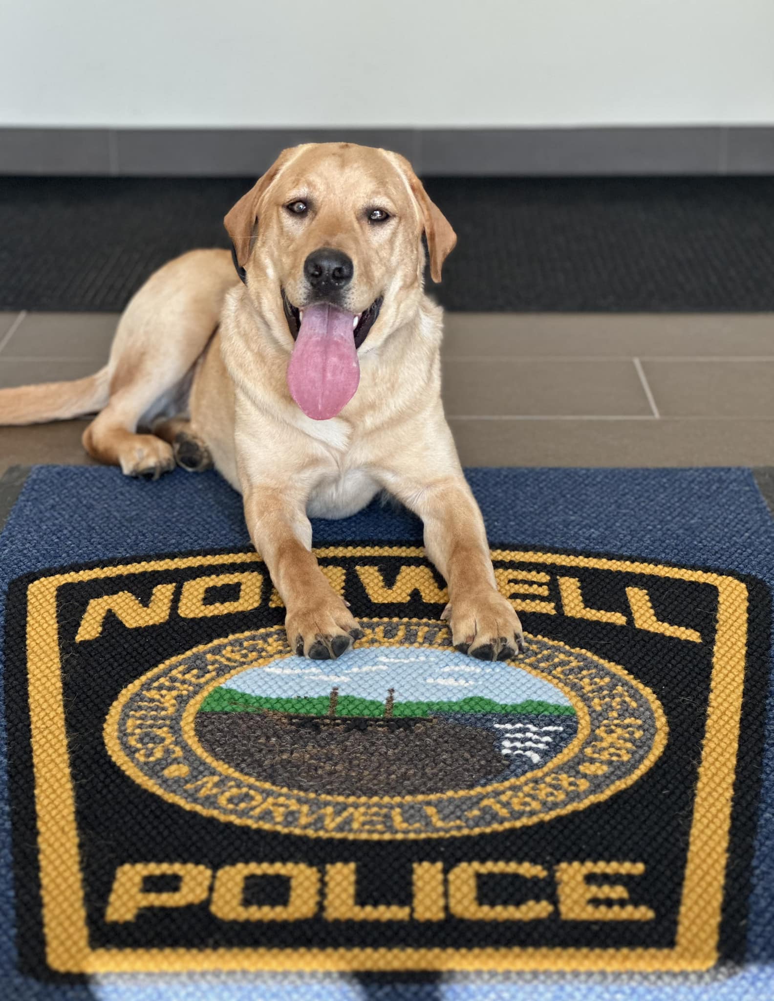 Teddy Norwell Police K9