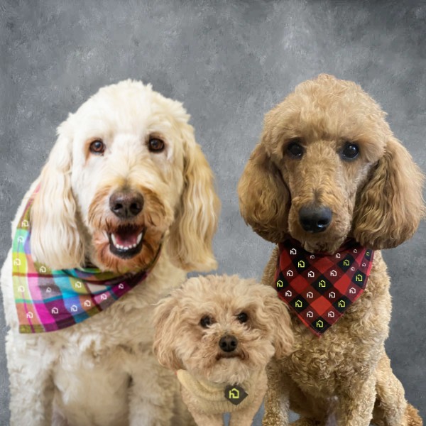 Jordan, Nala & Sawyer, office therapy dogs