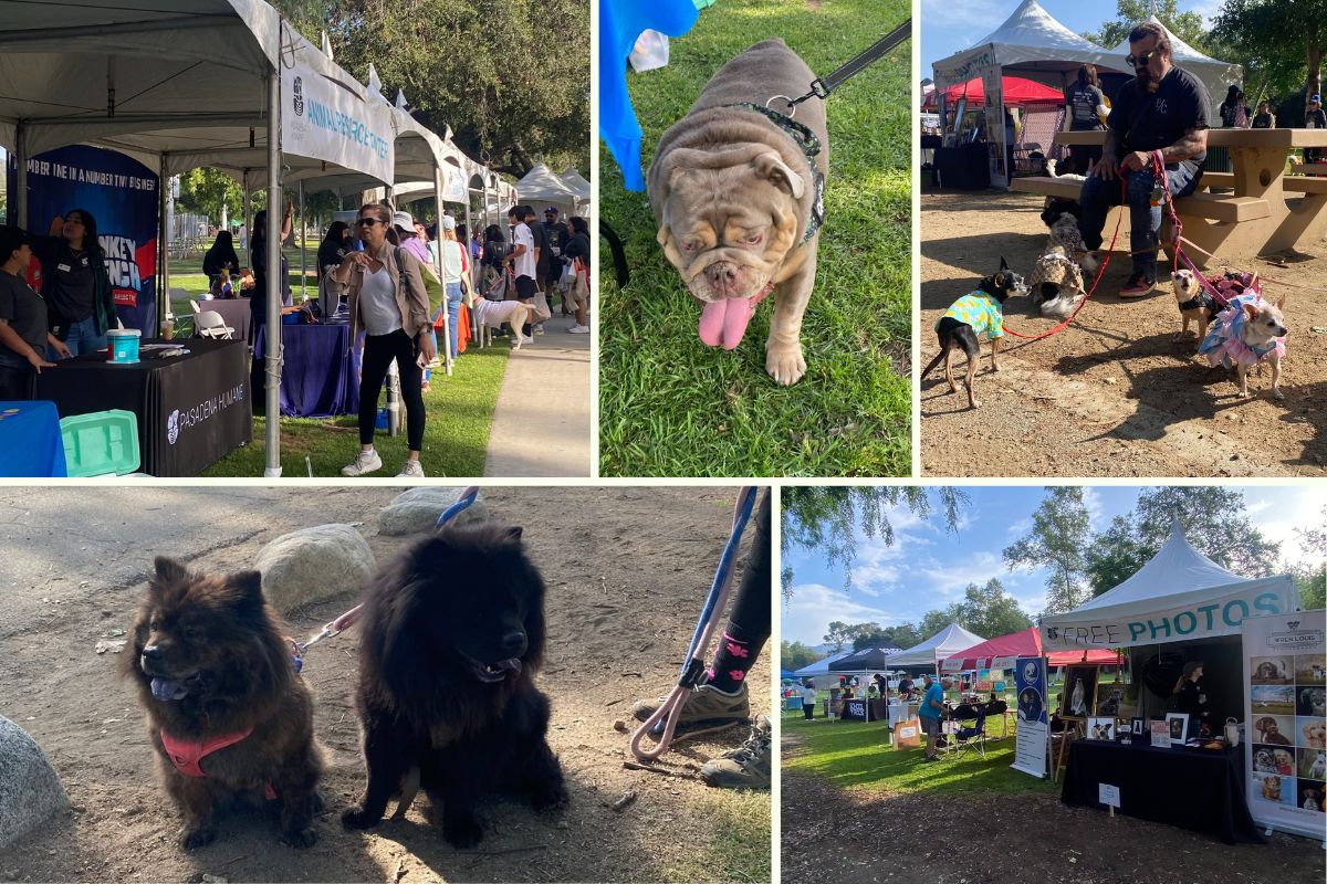 Home Instead Supports the Wiggle Waggle Walk & Run in Pasadena, CA collage