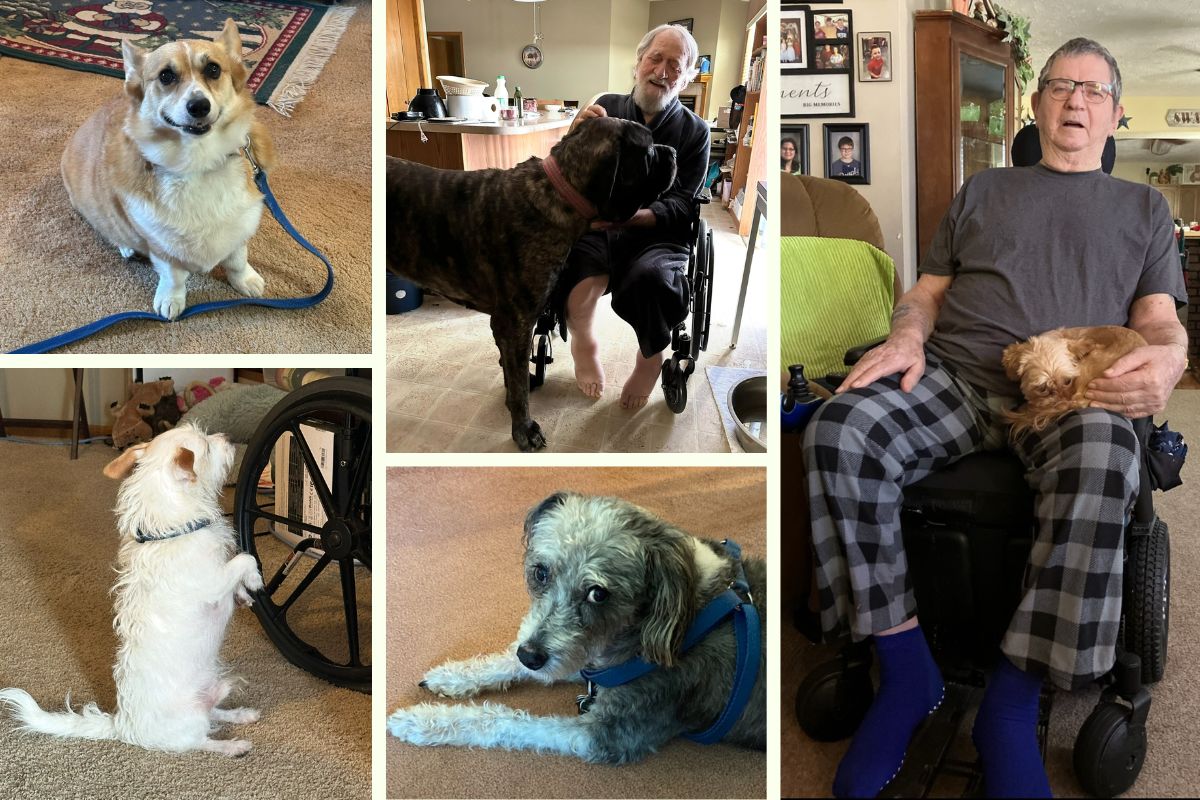 Home Instead Celebrates International Dog Day in Lincoln, NE collage