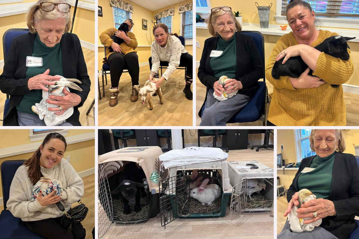 Home Instead Hosts Animal Therapy at Senior Day Program in Norwell, MA collage